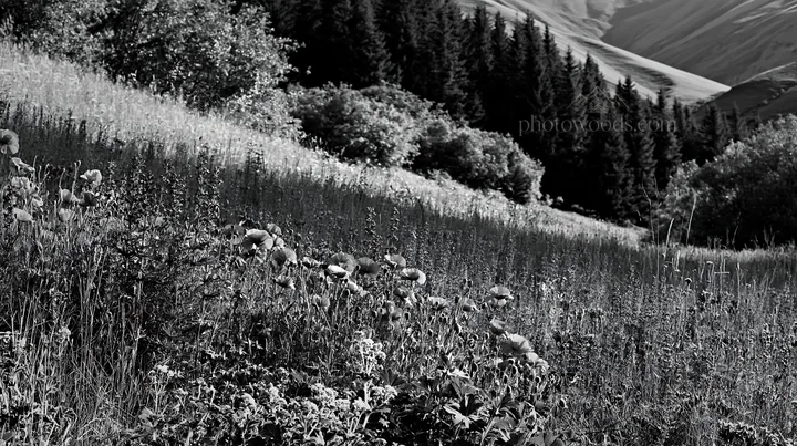 Poppy larkspur meadow in black and white - AI-generated stock image