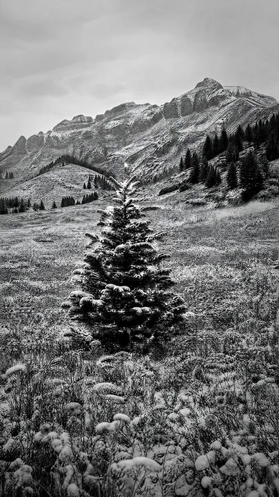 Snow-covered Christmas tree in mountain valley meadow - AI-generated stock image