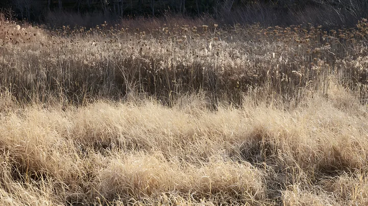 Tokyo urban biodiversity meadow with seedheads in late afternoon - AI-generated stock image