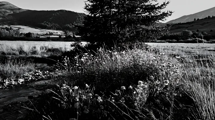 Christmas tree beside stream in meadow with flowers - AI-generated stock image