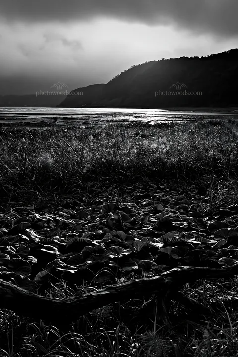Black and white nagasaki coastal meadow driftwood foreground mood - AI-generated stock image
