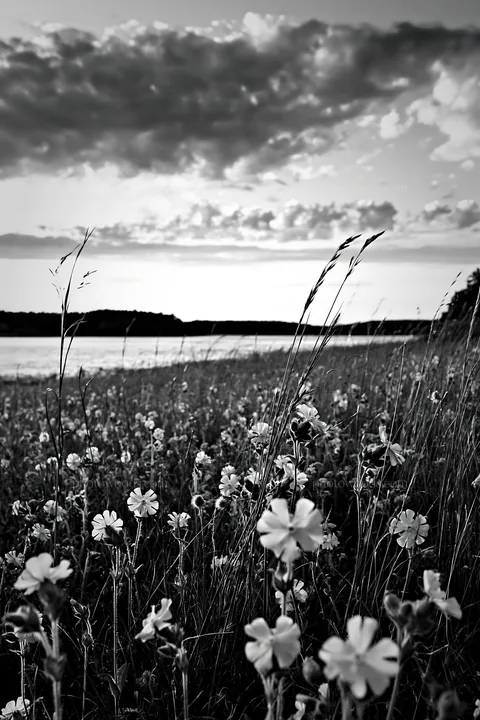 Black and white german lakeside meadow with wildflowers at sunset - AI-generated stock image