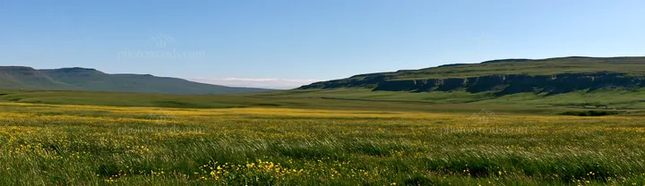 Buttercup hay meadow in the Yorkshire Dales during daylight - AI-generated stock image