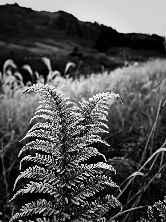 Black and white tokushima mountain meadow fern frond foreground with grass - AI-generated stock image