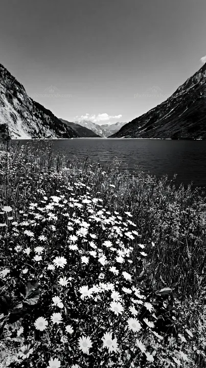 Black and white swiss meadow beside alpine lake with flowers in foreground - AI-generated stock image