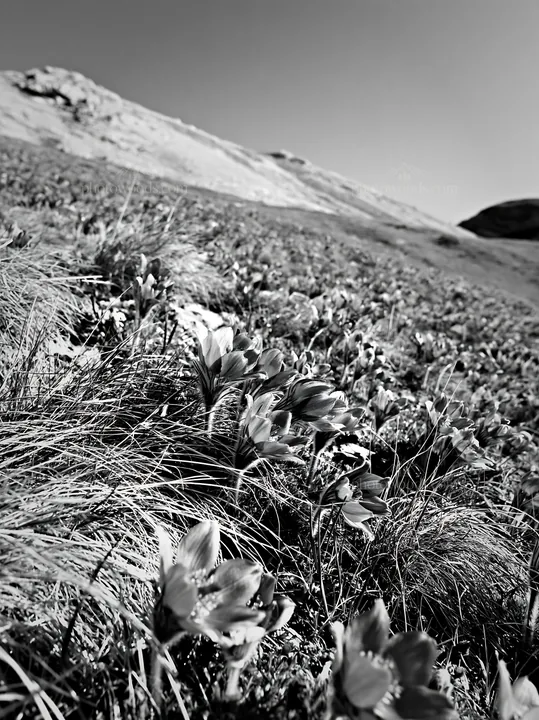 Sunny pasqueflower meadow under clear sky - AI-generated stock image