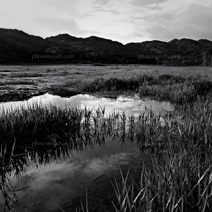 Black and white saga floodplain meadow with reed foreground and green landscape - AI-generated stock image