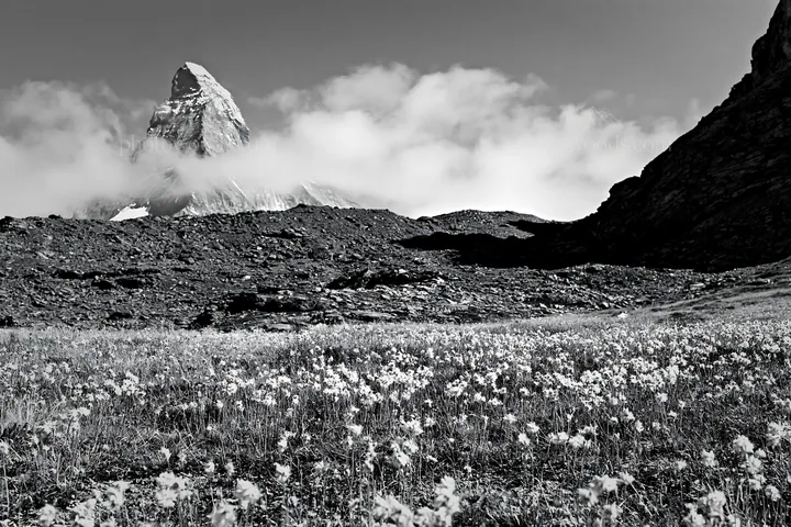 Matterhorn mountain with wildflower meadow under clouds - AI-generated stock image