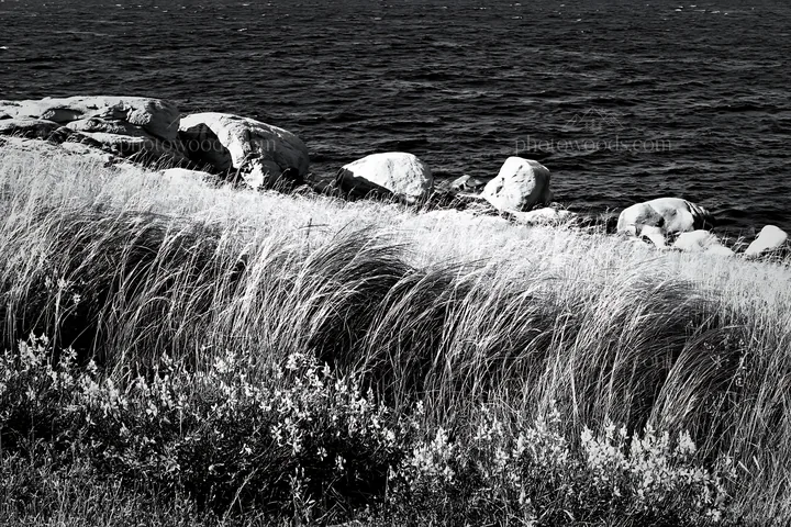 Italian meadow along rocky coast near the sea - AI-generated stock image