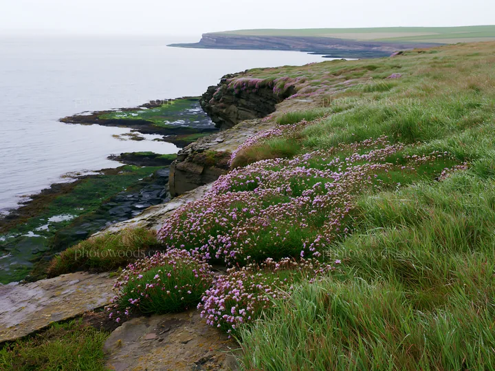 Coastal cliff meadow with flowers near the ocean - AI-generated stock image