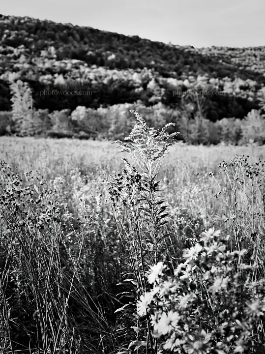 Seedhead meadow with wildflowers under clear sky - AI-generated stock image