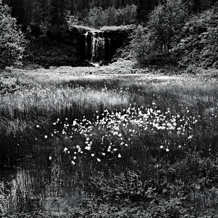 Meadow with waterfall surrounded by wild plants - AI-generated stock image