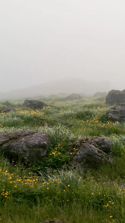 Oita highland meadow with granite stones under fog - AI-generated stock image