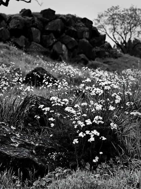 Black and white aomori climate resilient meadow with boulder - AI-generated stock image