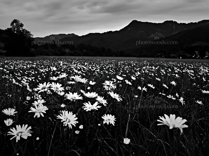 Spring meadow with daisies and mountains in black and white - AI-generated stock image