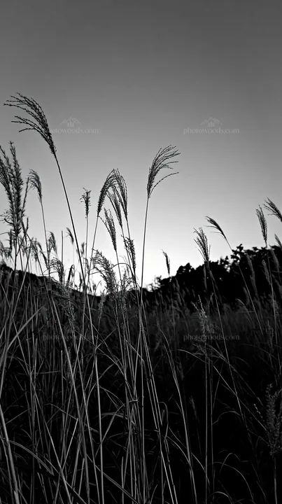 Black and white okayama golden meadow with seedhead foreground - AI-generated stock image