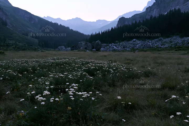 Twilight meadow with yarrow flowers and mountains in background - AI-generated stock image