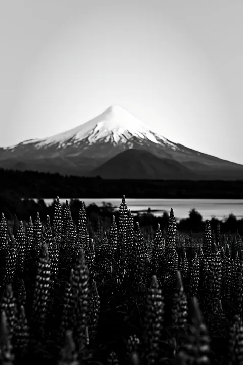 Lupin meadow with mountain background and lake in black and white - AI-generated stock image