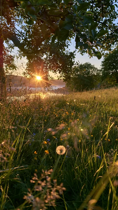 Fjord orchard meadow during sunset with wildflowers and grass - AI-generated stock image