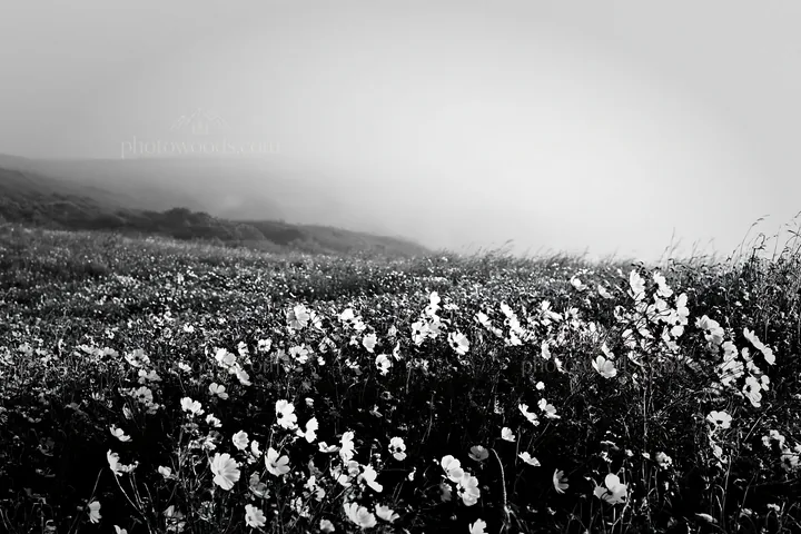 Black and white colorful cosmos meadow in a misty landscape - AI-generated stock image