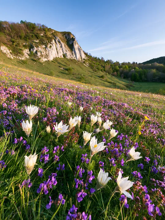 Sunny pasqueflower meadow with chalk hill and wildflowers - AI-generated stock image