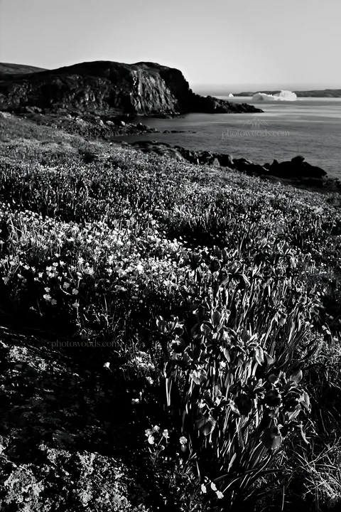 Coastal meadow with flowers and cliffs near the water - AI-generated stock image