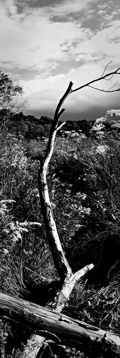 Black and white yamagata rewilded meadow with fallen branch in foreground - AI-generated stock image
