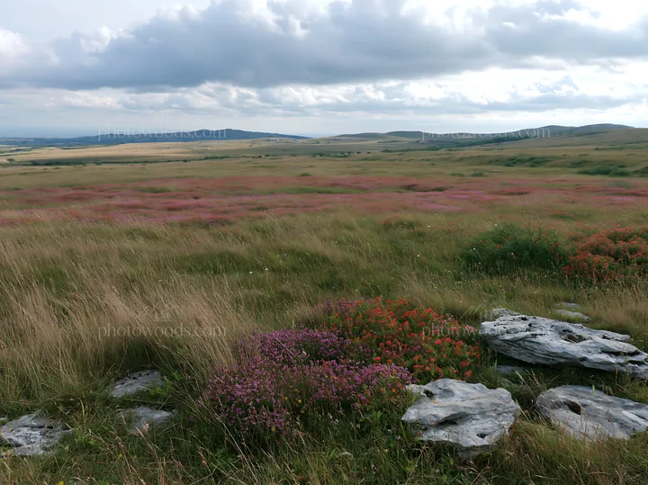 Limestone meadow with wildflowers under cloudy sky - AI-generated stock image