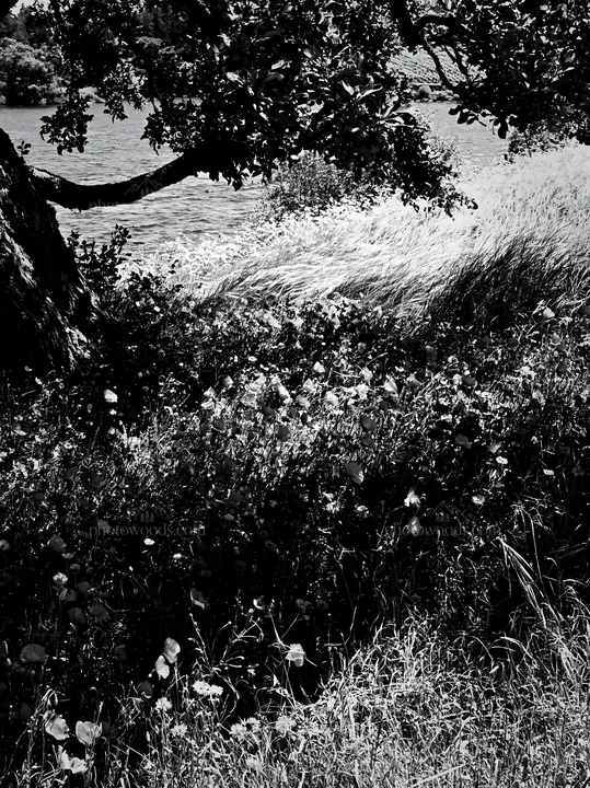 Lakeside orchard meadow under tree shadow - AI-generated stock image
