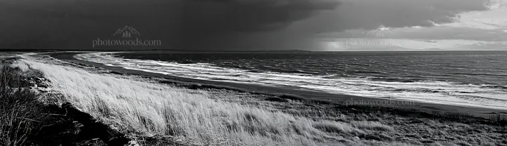 Black and white chiba coastal climate meadow driftwood foreground - AI-generated stock image