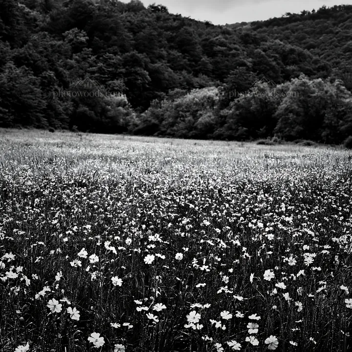 Black and white hungarian meadow along wooded valley with blooming flowers - AI-generated stock image