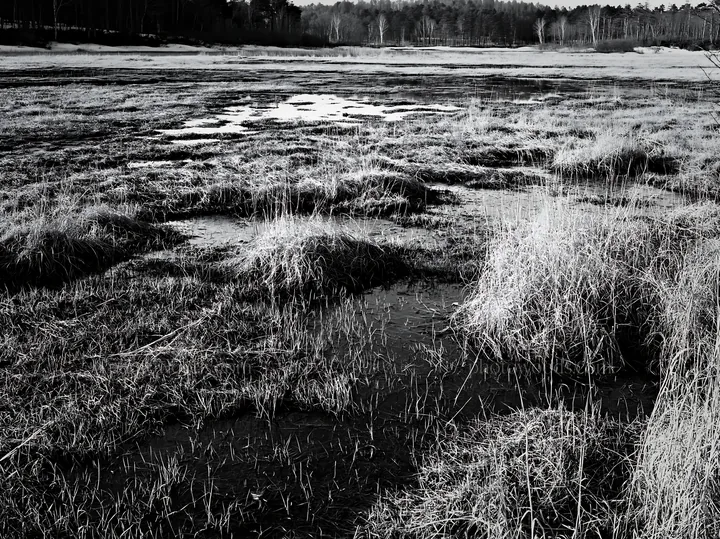 Akita snowmelt meadow with silver grasses during spring season - AI-generated stock image