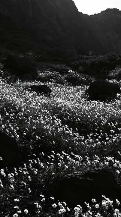 Yamanashi regenerative meadow with basalt stones and flowers - AI-generated stock image