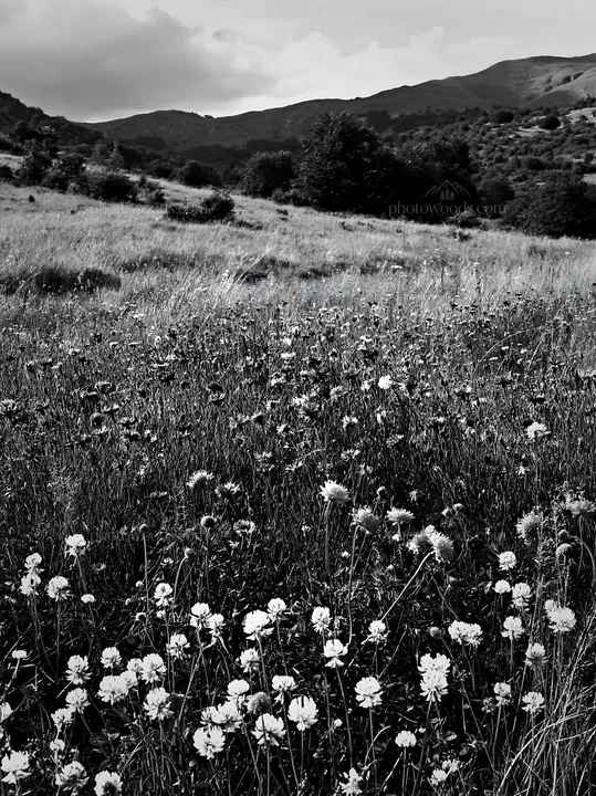 Clover and cornflower meadow under cloudy sky in the hills - AI-generated stock image
