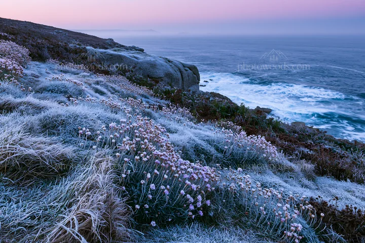 Frost-touched meadow by the coast at dawn - AI-generated stock image