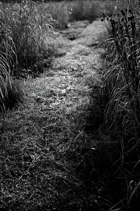 Black and white niigata floodplain restoration meadow dew foreground - AI-generated stock image