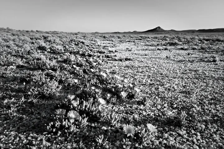 Black and white drought-tolerant meadow with colorful flowers in dry landscape - AI-generated stock image