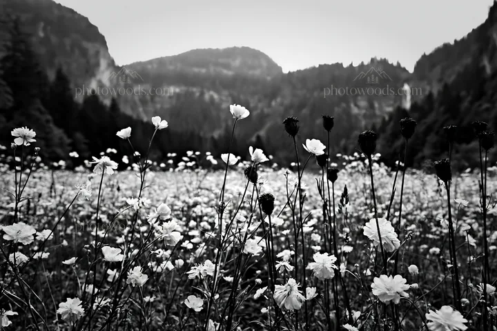 Cascade valley flower meadow with mountains in background - AI-generated stock image