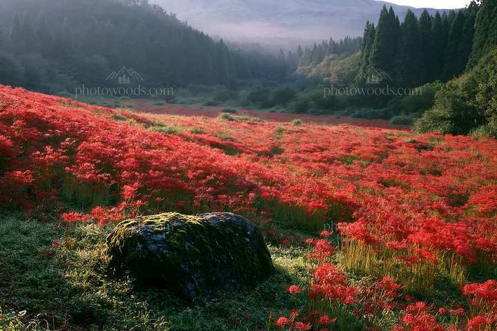 Misty meadow with moss covered stone in Shimane - AI-generated stock image