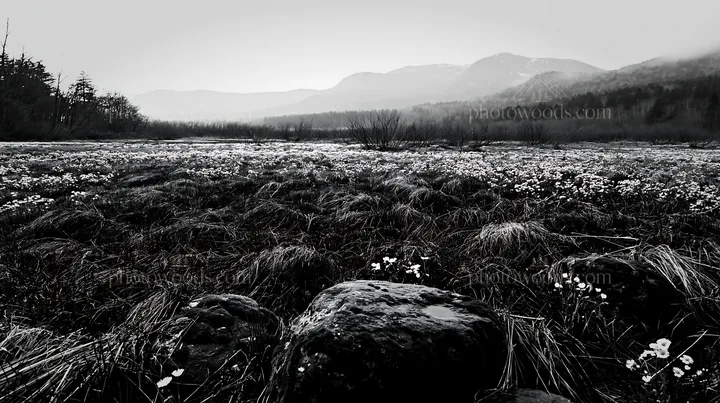 Black and white miyagi spring recovery meadow mossy stone in natural setting - AI-generated stock image