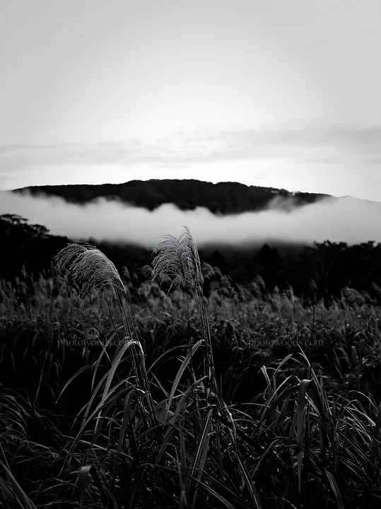 Iwate rain refreshed meadow with seedhead in foreground - AI-generated stock image