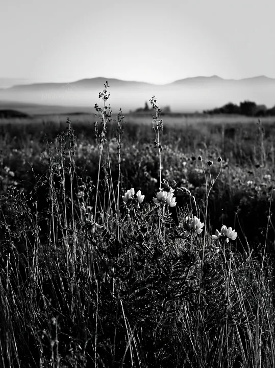 Saga floodplain meadow with reeds in foreground - AI-generated stock image