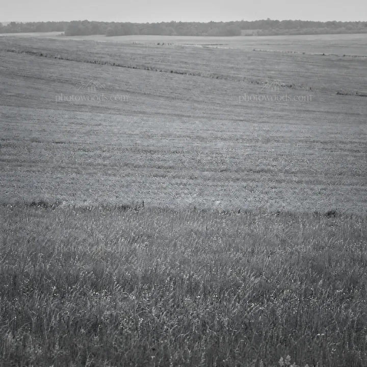 Black and white poppy flax meadow with colorful flowers in a rural setting - AI-generated stock image