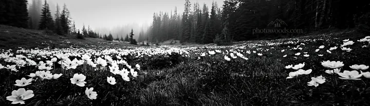 Black and white misty forest meadow with flowers and trees in the background - AI-generated stock image
