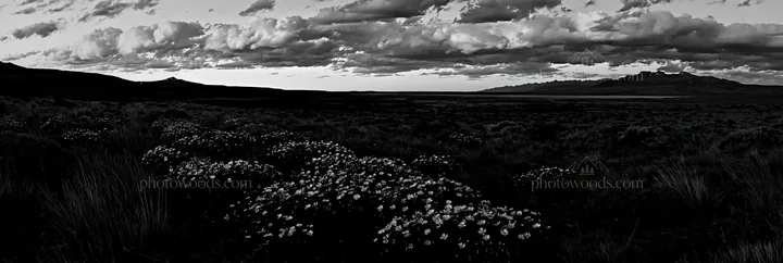 Black and white climate-resilient meadow with flowers and mountains at sunset - AI-generated stock image