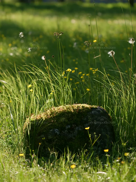Miyagi spring recovery meadow mossy stone with grass and flowers - AI-generated stock image