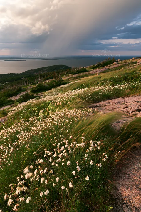 Coastal cliff meadow with flowers and stormy sky - AI-generated stock image