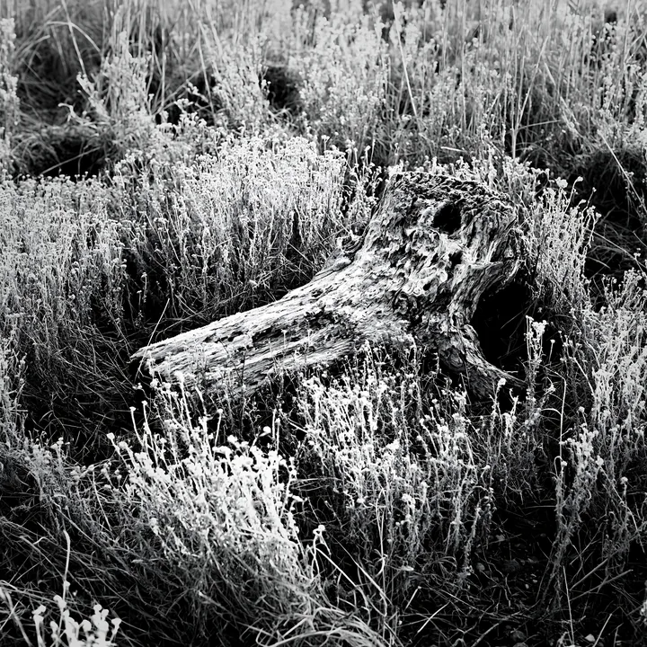 Black and white fukushima native meadow with weathered stump - AI-generated stock image