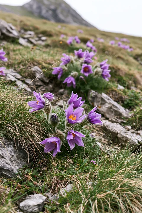 Cloudy pasque flower meadow in a rocky landscape - AI-generated stock image