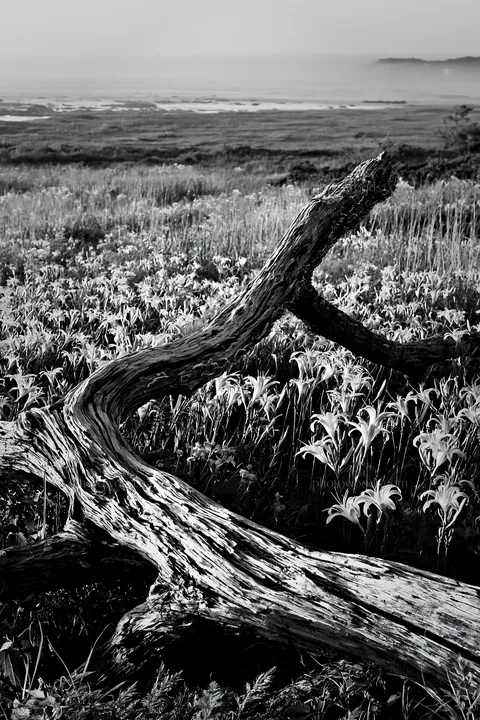 Black and white chiba coastal climate meadow with driftwood and flowers - AI-generated stock image